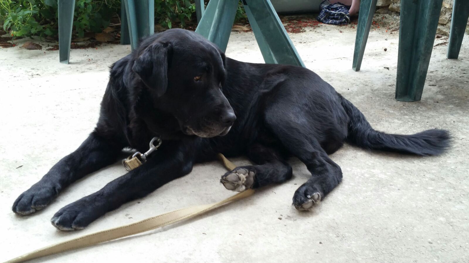 Dogtor Begi, the black Labrador winery mascot, resting in the vineyard rows