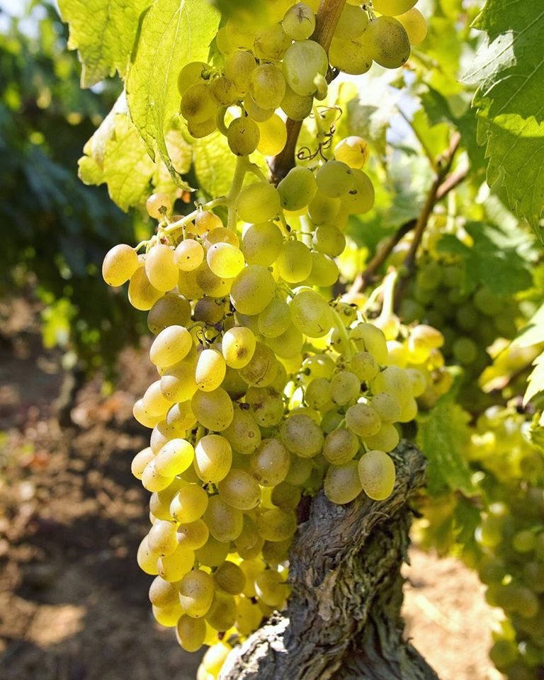 Ripe Pošip grapes on an old vine in the Smokvica light