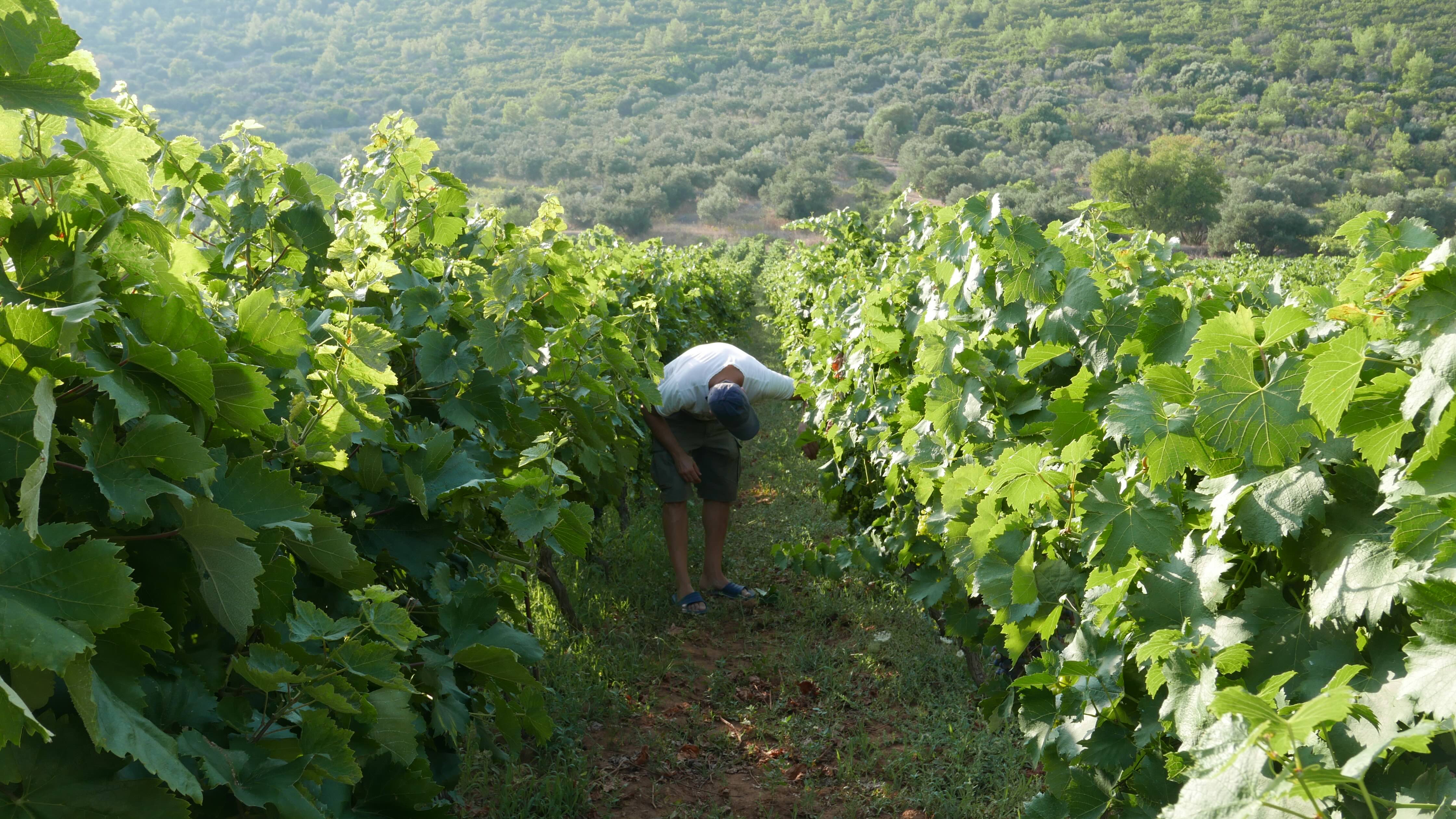 Working the vineyard rows — hand-picked into open baskets