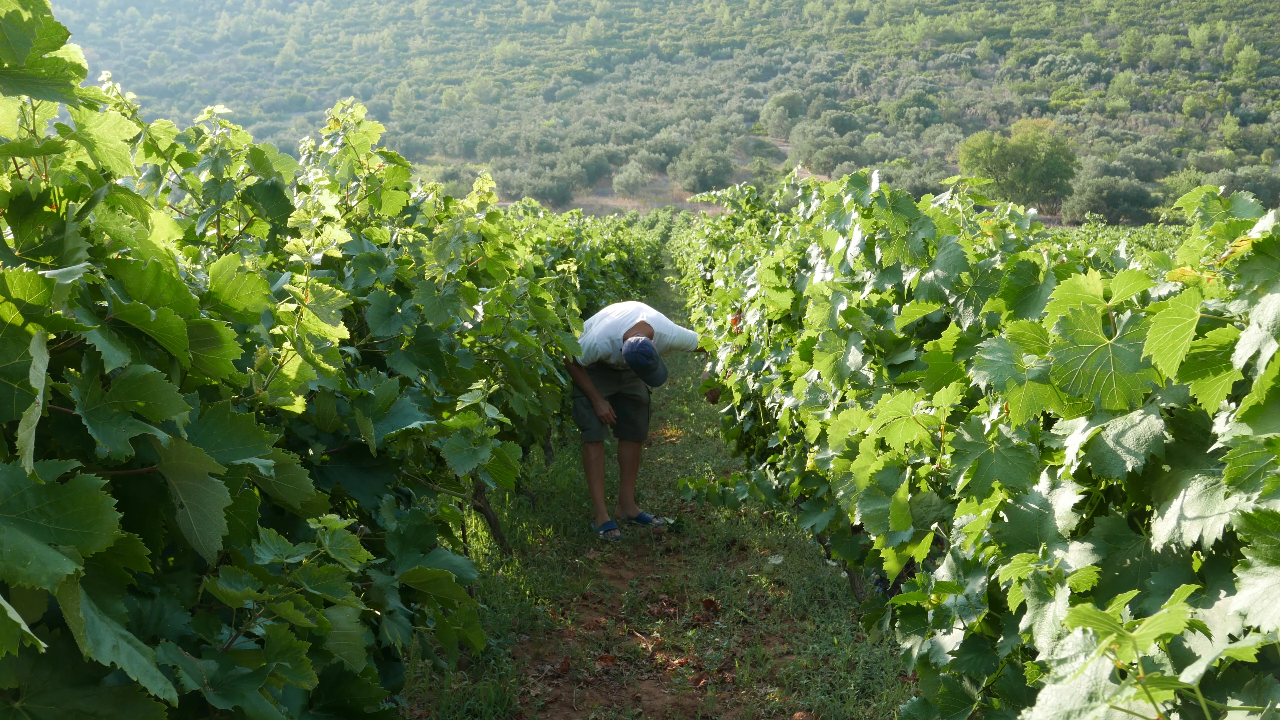 Working the vineyard rows — hand-picked into open baskets