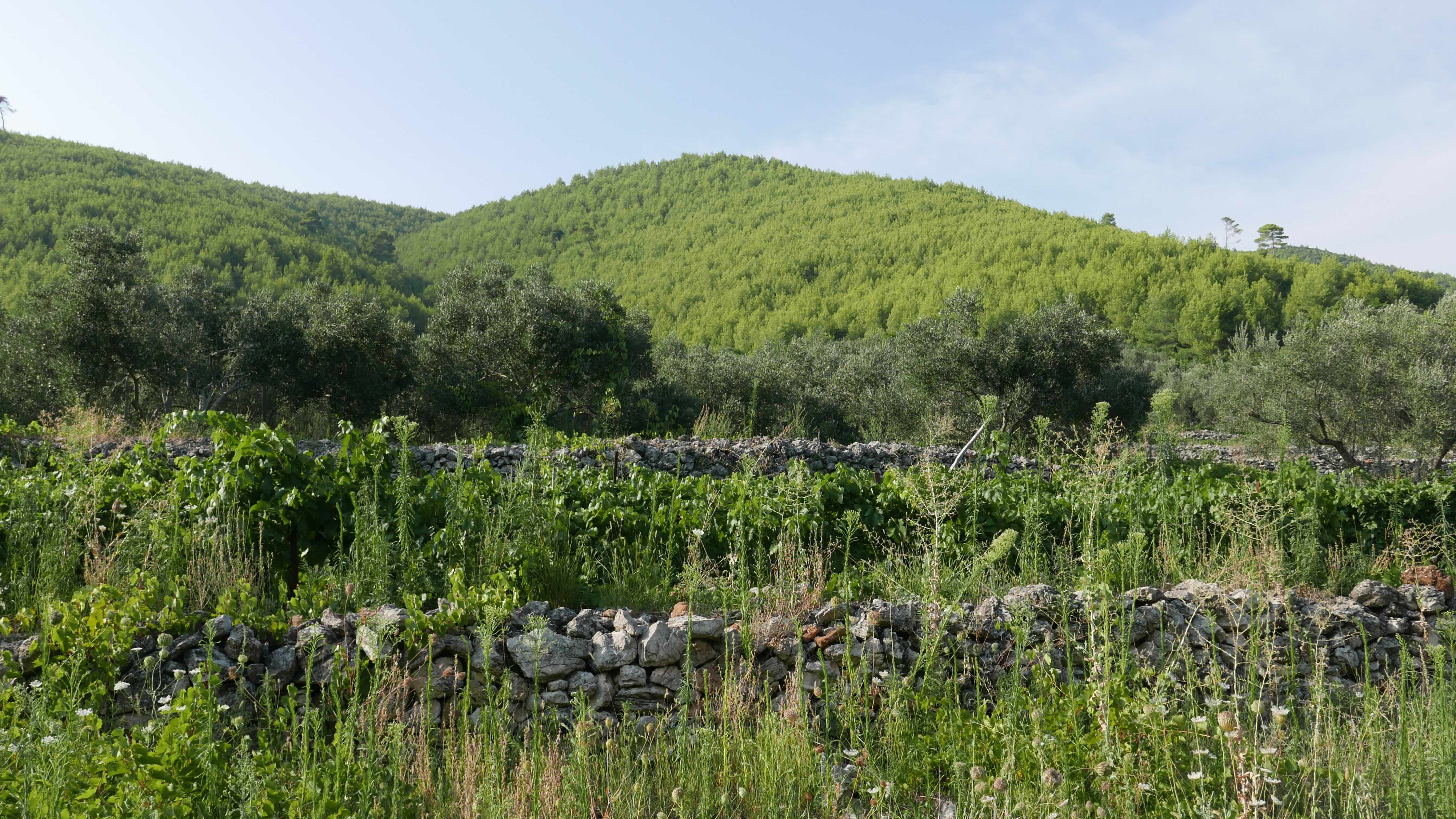 Dry-stone terrace walls among olives and vines, the green hill of Smokvica behind