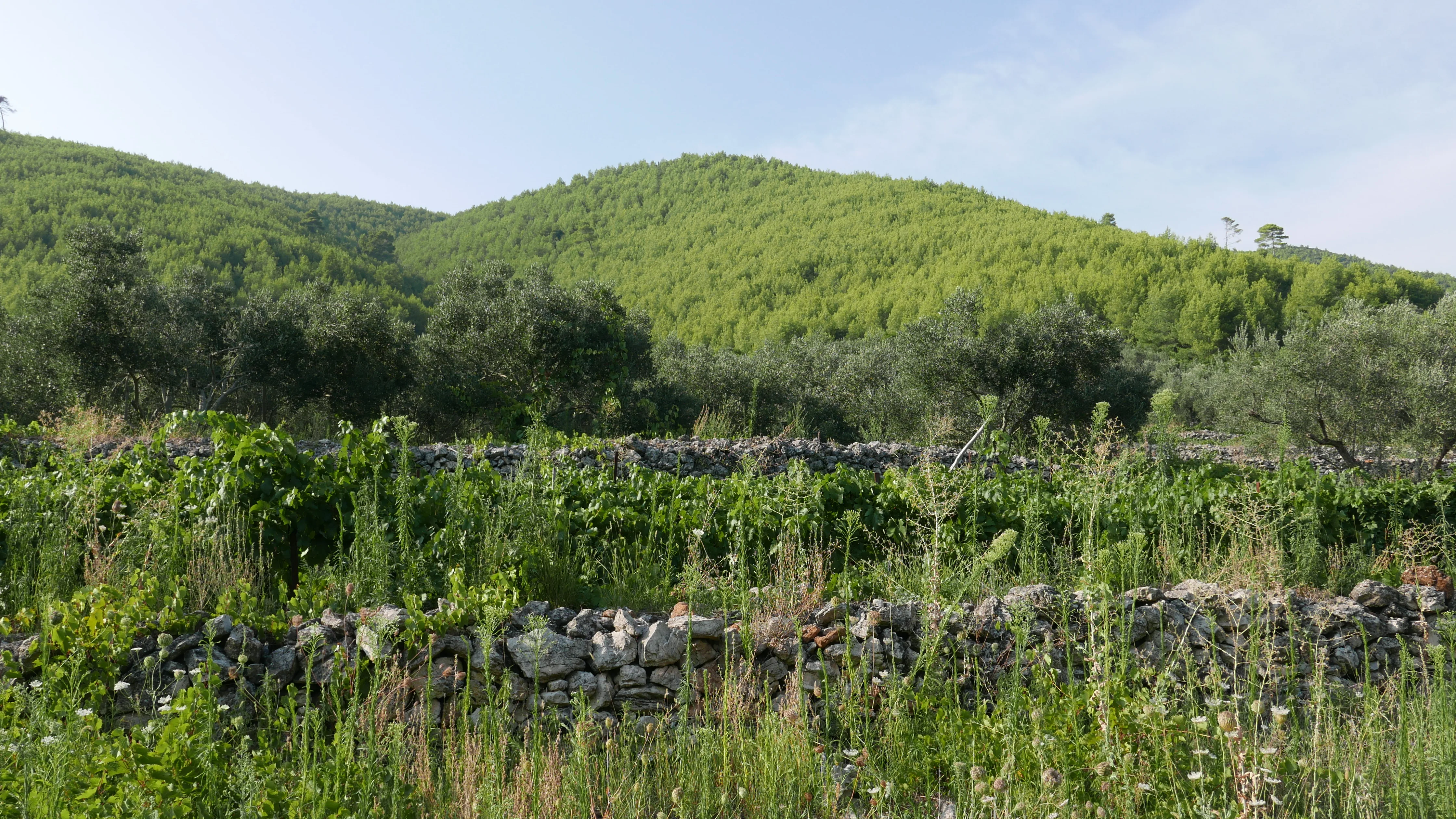 Dry-stone terrace walls among olives and vines, the green hill of Smokvica behind