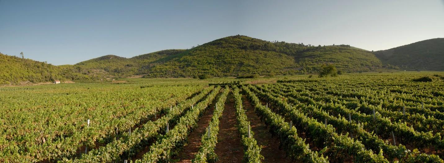 The replanted polje below the Smokvica hills, the only ground the cure could reach